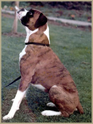 Poppy 1980 2nd pic